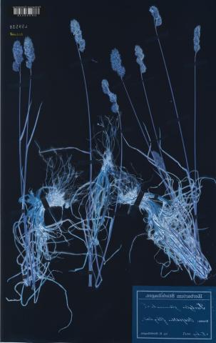 Andrea Grützner, Dactylis glomerata, 2026
